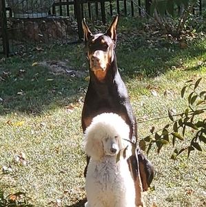 Meet your Posher, Debbie